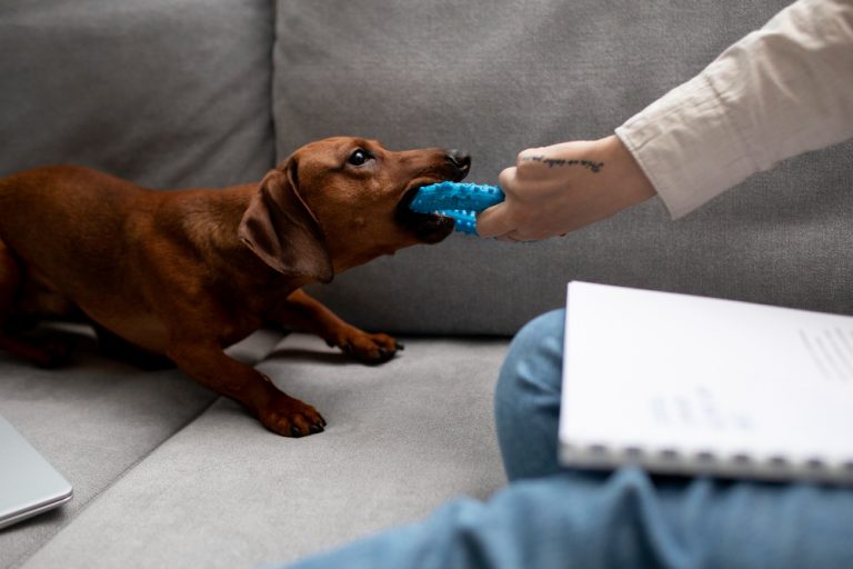 View of Dog Stomach Gurgling: 7 Causes & When to Worry - PetWellnessLife