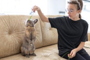 Picture of Dog Stomach Gurgling: 7 Causes & When to Worry - PetWellnessLife