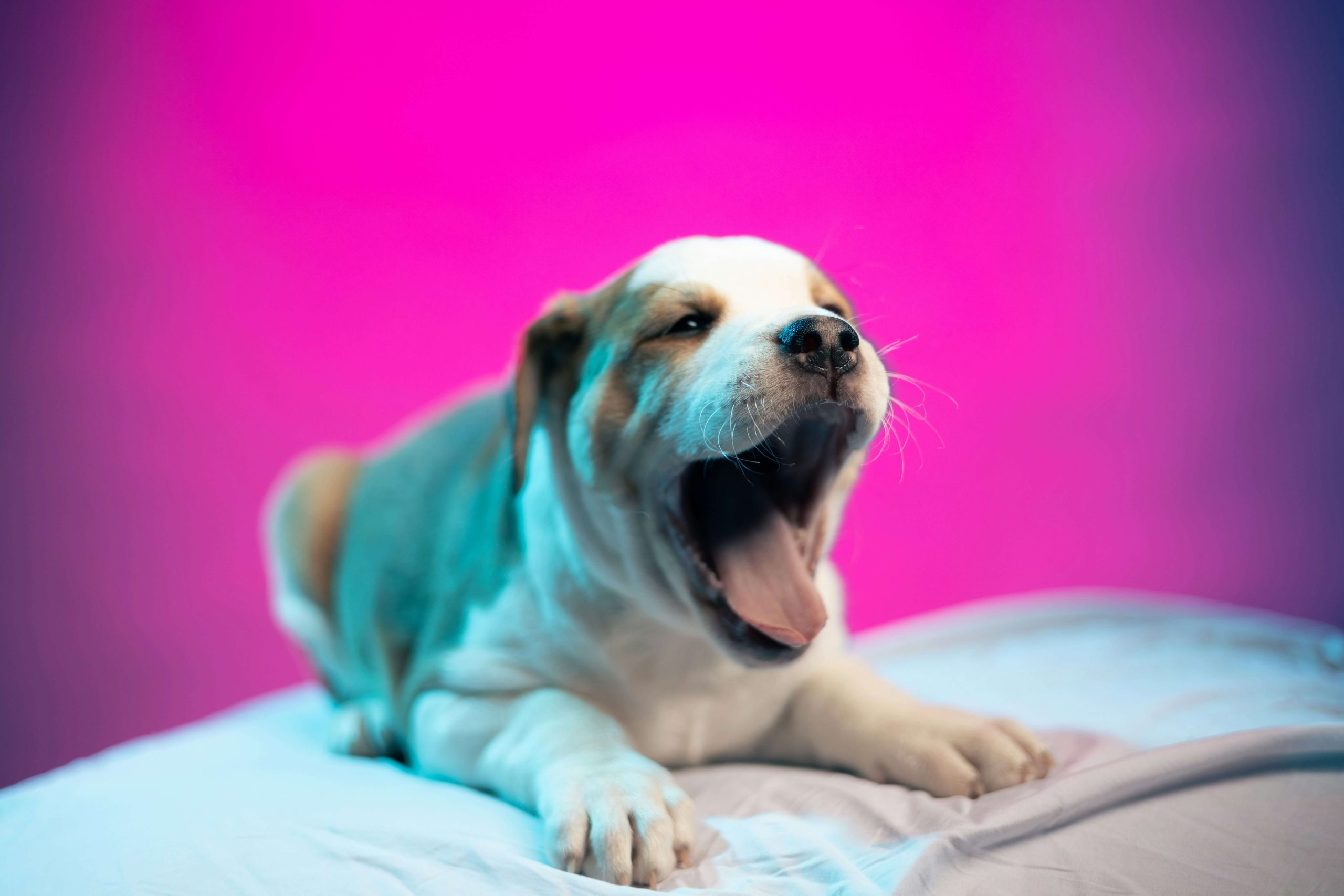 Why Your Dogs Stomach Is Making Loud Noises