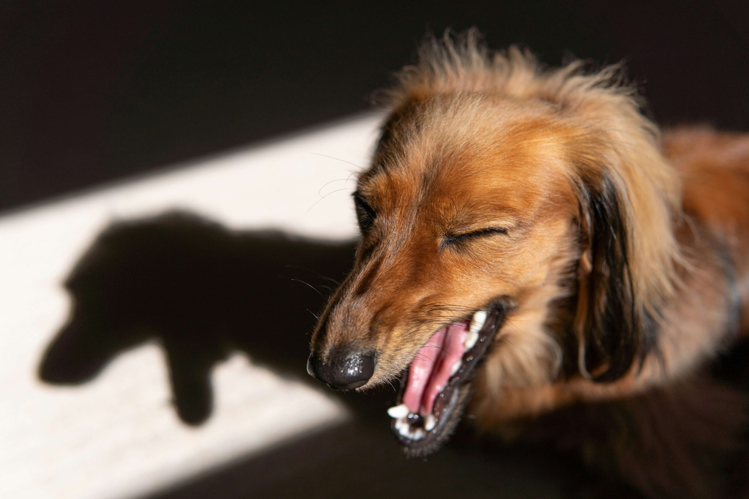 Why Your Dogs Stomach Is Making Loud Noises