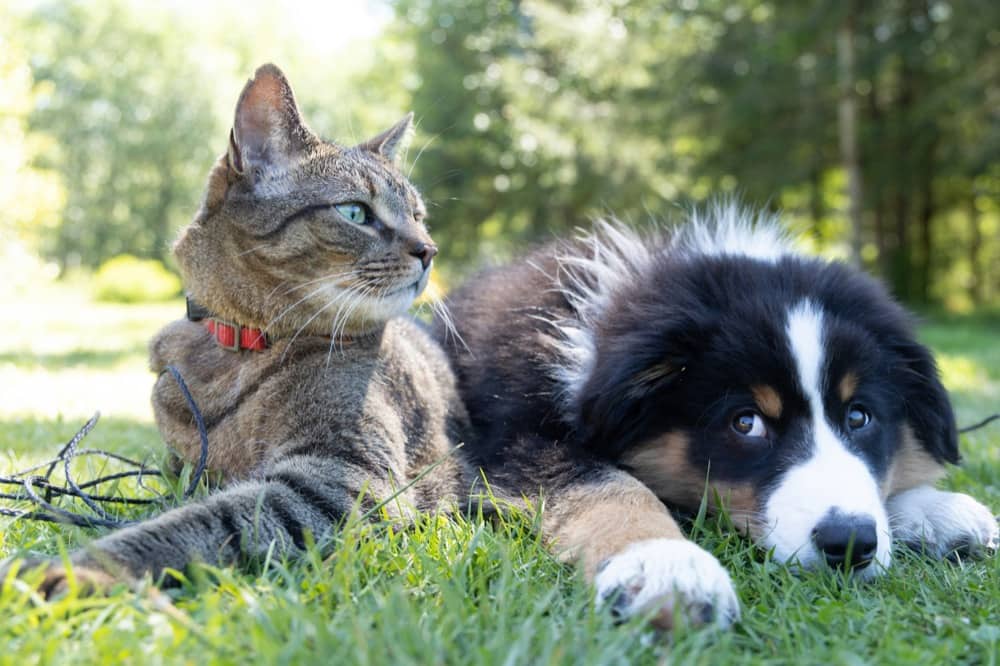 Common Pet Emergencies Every Owner Should Know