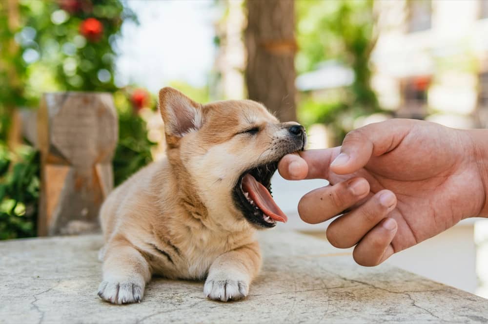 How to Protect and Treat Your Dog After a Snake Bite