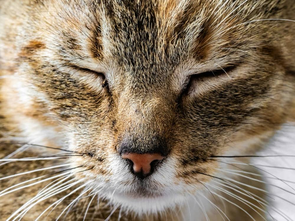 How to Recognize Allergic Reactions in Cats