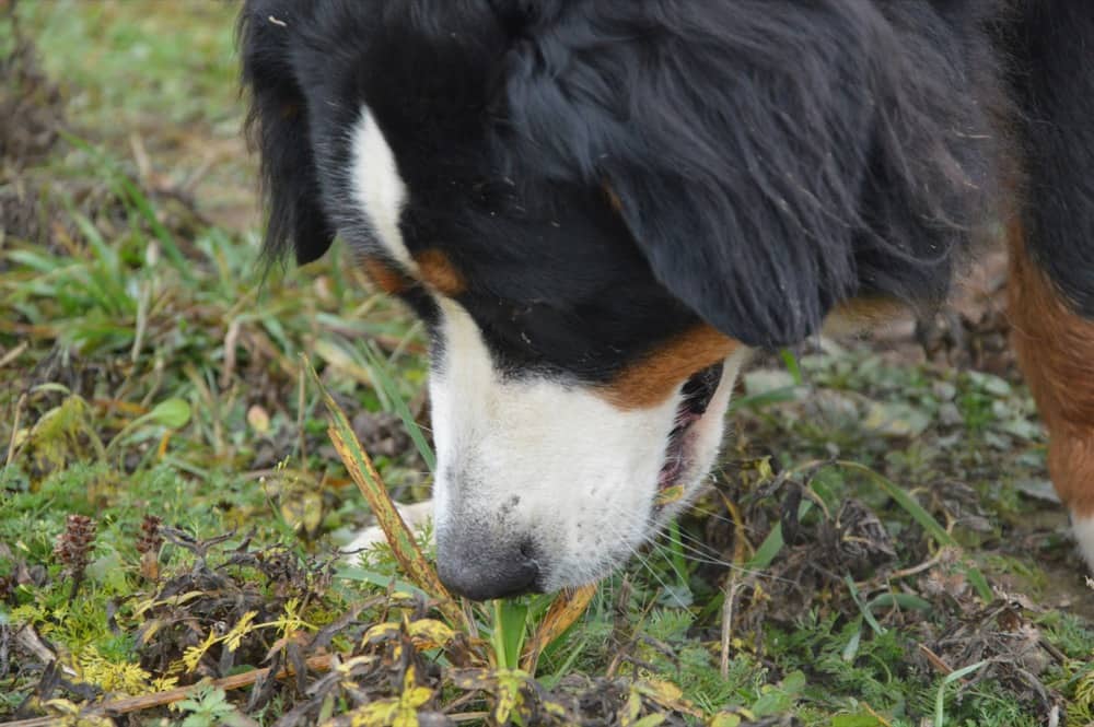 Dog Ate Weed Guide