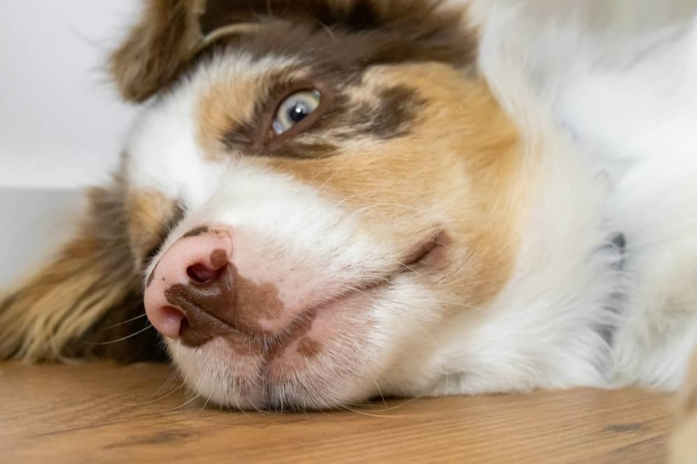 Dog Wheezing Causes
