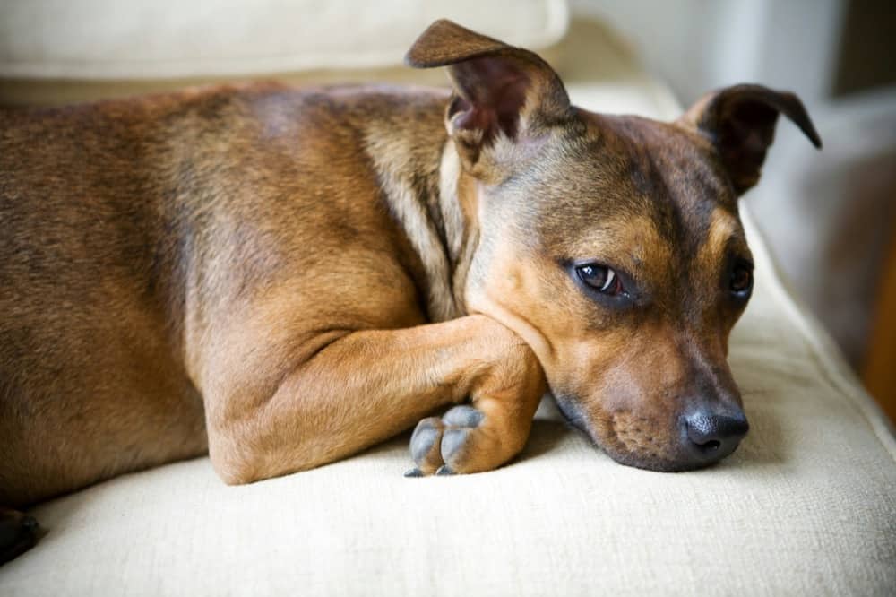 Signs Of Antifreeze Poisoning In Dogs 2