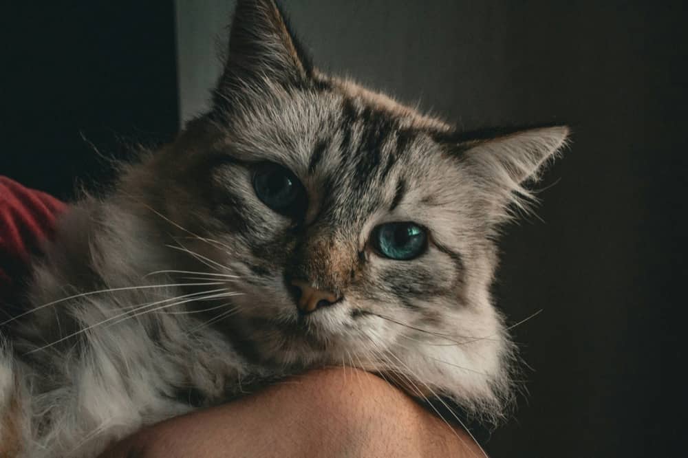 Why Cats Purr