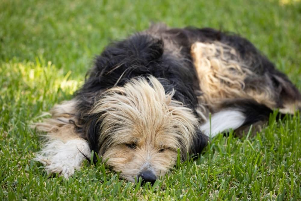 6 Common Causes Of Dog Fainting