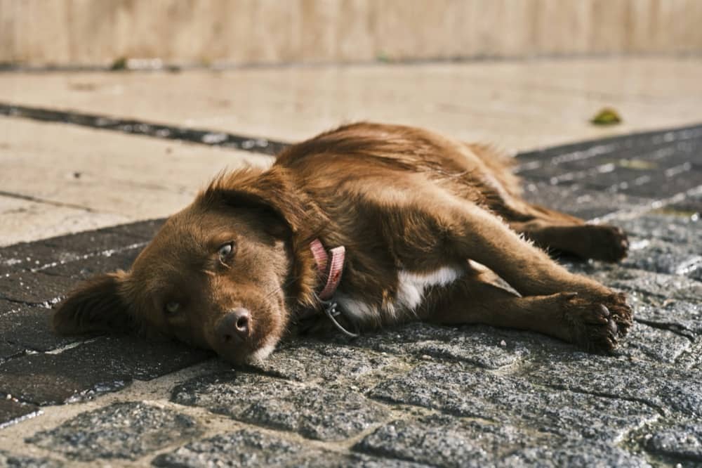 6 Signs Of A Panic Attack In Dogs And How To Help