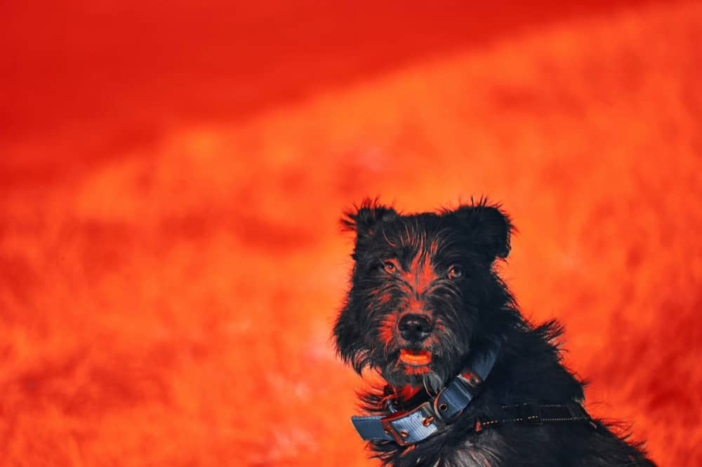 Dog Hot Spots In Plymouth Meeting PA