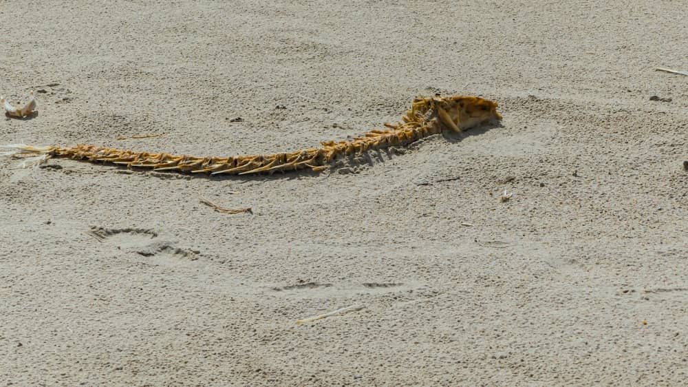 Dog Snake Bite 6 Steps