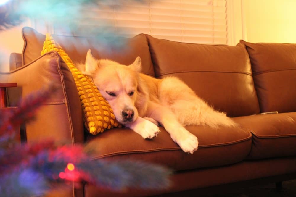 Dog Afraid Of Fireworks
