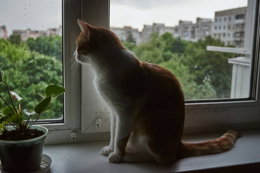 Why Cats Bring Home Mice And Birds