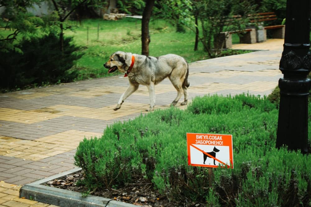 Rabies In Dogs Signs Every Owner Should Know