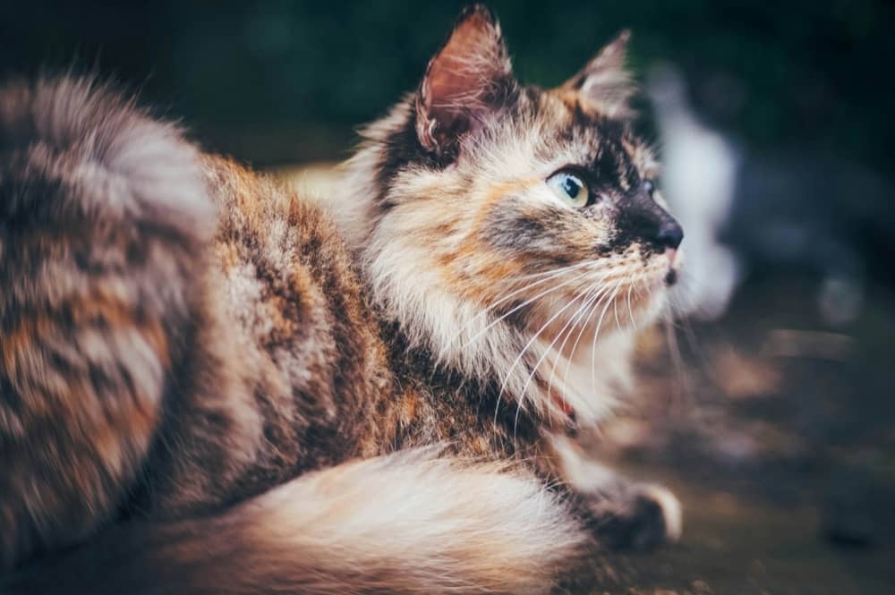 UTI In Cats Symptoms And How To Help