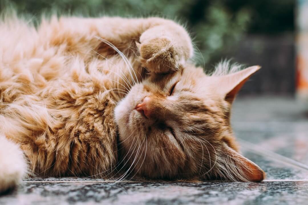 cat rolling on floor with scattered catnip, playful expression