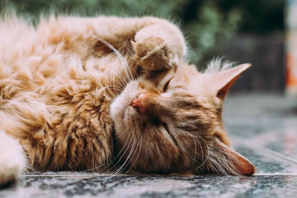 An older cat resting near a water bowl, a common scene for cats with kidney disease