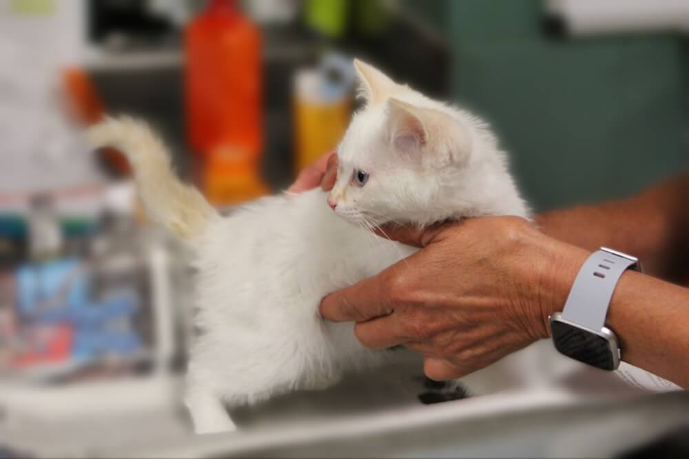 A small tabby kitten exploring a living room floor next to a litter box and food bowl