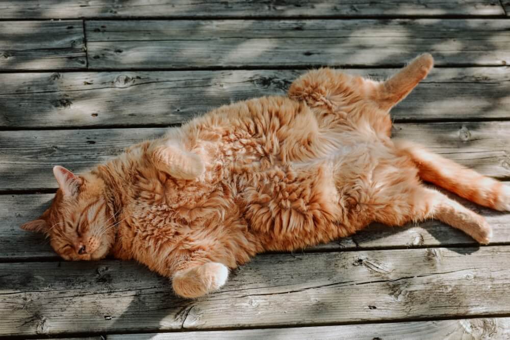 A thin cat standing in profile showing visible weight loss along the spine and hips