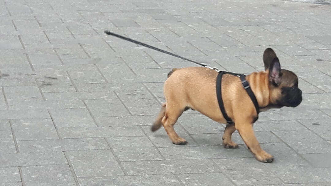A harnessed guide dog leading its handler along a city sidewalk