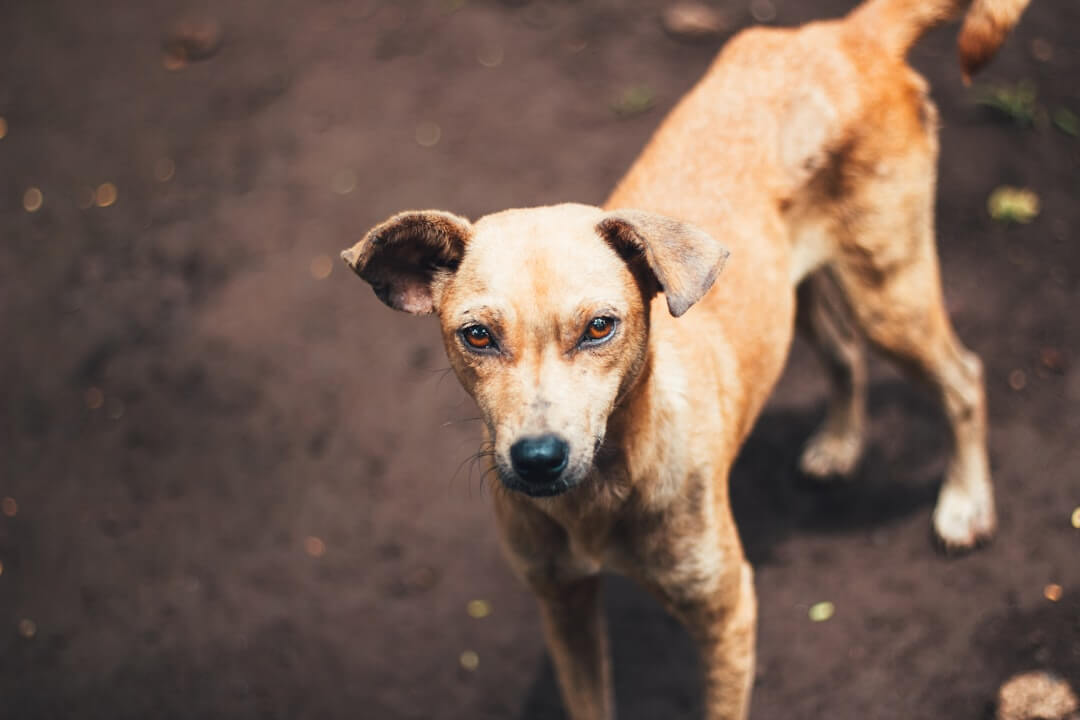 A muscular short-coated Vizsla Pit Bull mix dog standing alert in a grassy backyard